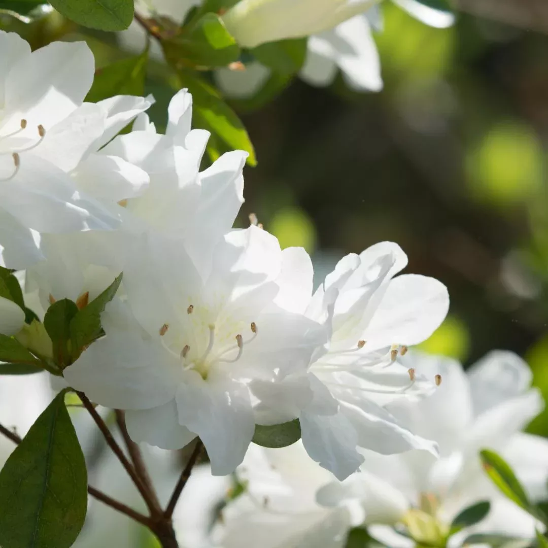 G.G. Gerbing Azalea