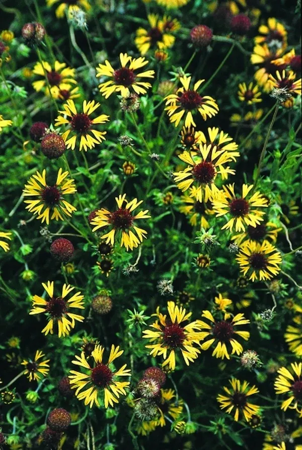 Gaillardia aestivalis coll. #A3T-008