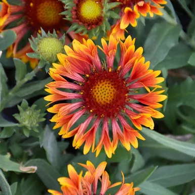 Gaillardia - Spintop Copper Sun