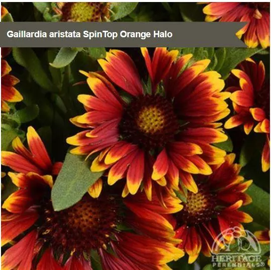Gaillardia Spintop™ 'Orange Halo'