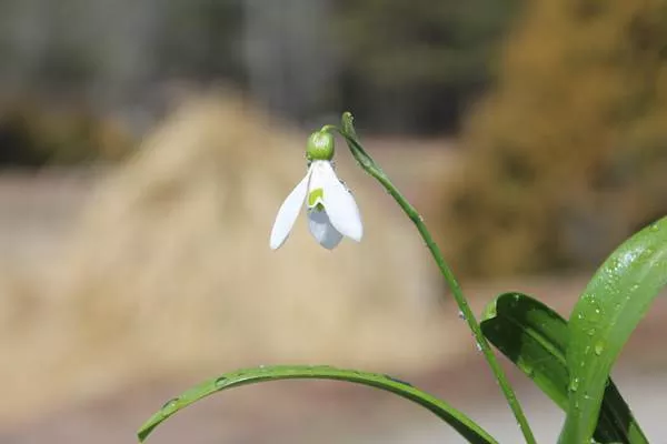 Galanthus woronowii