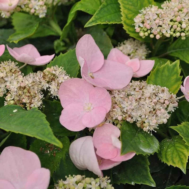 Game Changer Pink Hydrangea