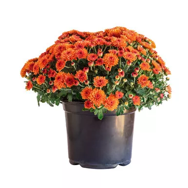 Garden Mums