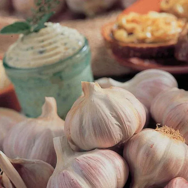 Garlic Russian Red Bulb