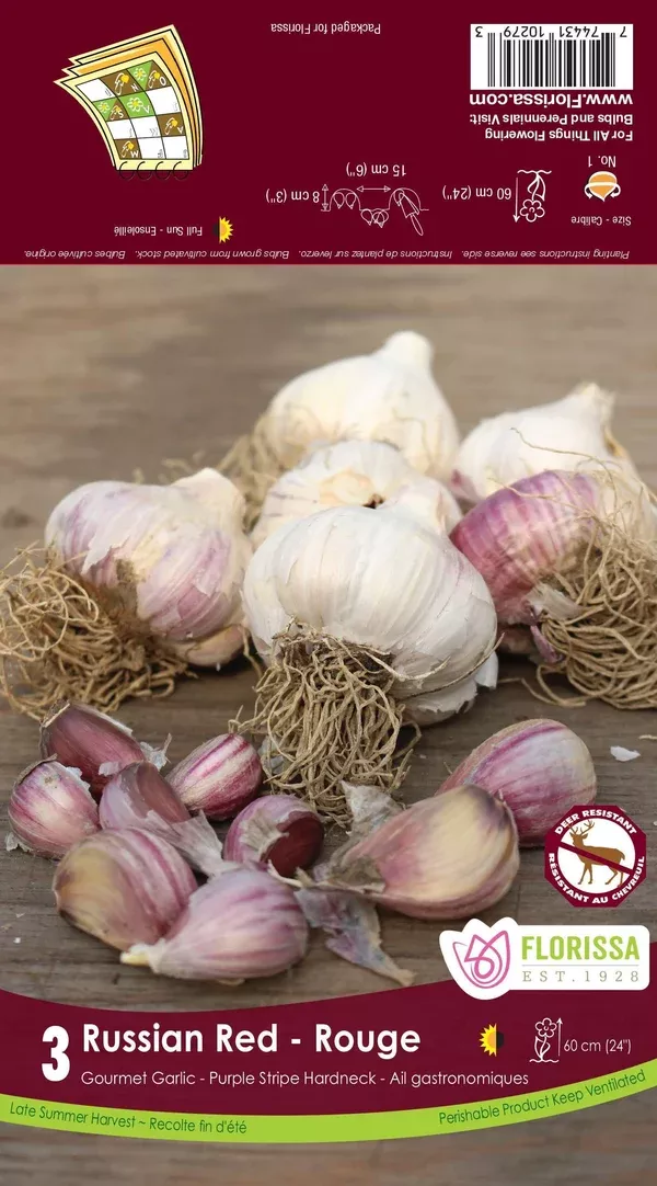 Garlic-Russian Red