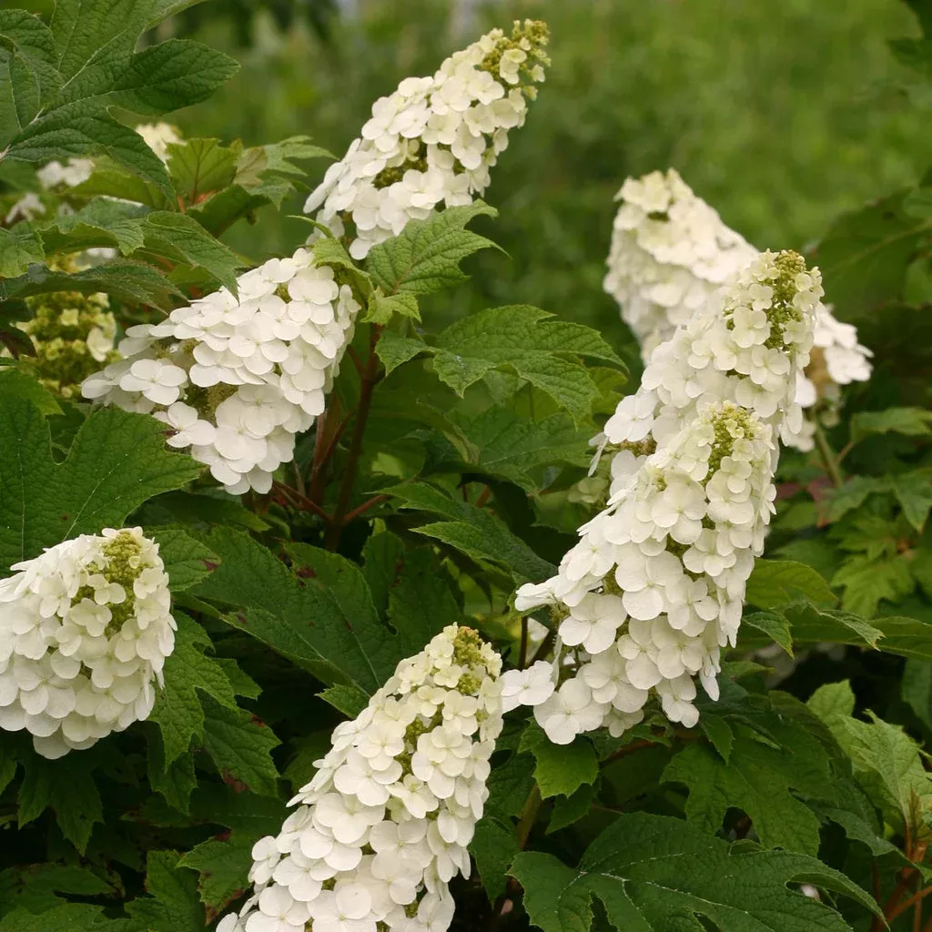 'Gatsby Gal' Oakleaf hydrangea