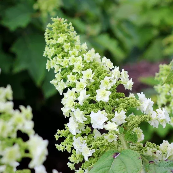 Gatsby Star Oakleaf Hydrangea PW # 2 PW Cont