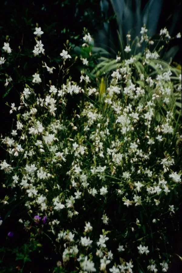 Gaura lindheimeri 'Walgauws' PPAF, PVR