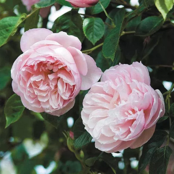 The Generous Gardener Climbing Rose