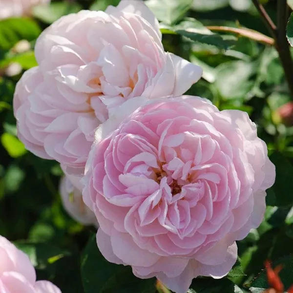 Gentle Hermione Austin Rose