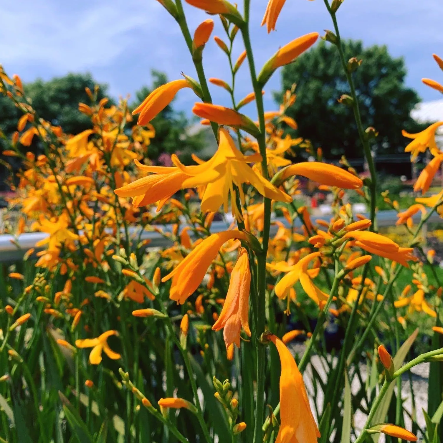 George Davison Crocosmia
