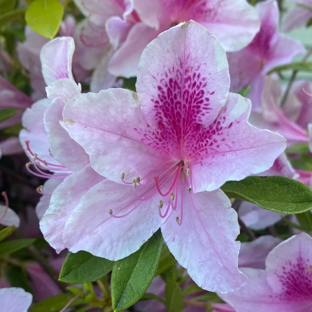 George Taber Azalea