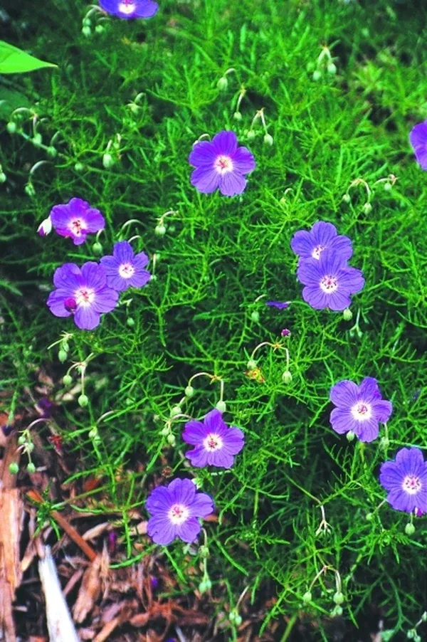 Geranium incanum 'Sugar Plum'