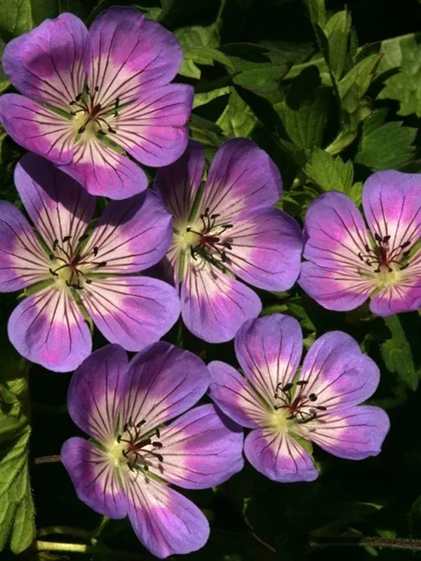 Geranium 'Sweet Heidy' PP 19,533