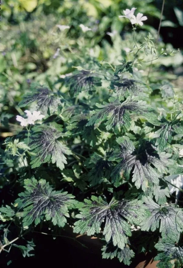 Geranium x oxonianum 'Katherine Adele'