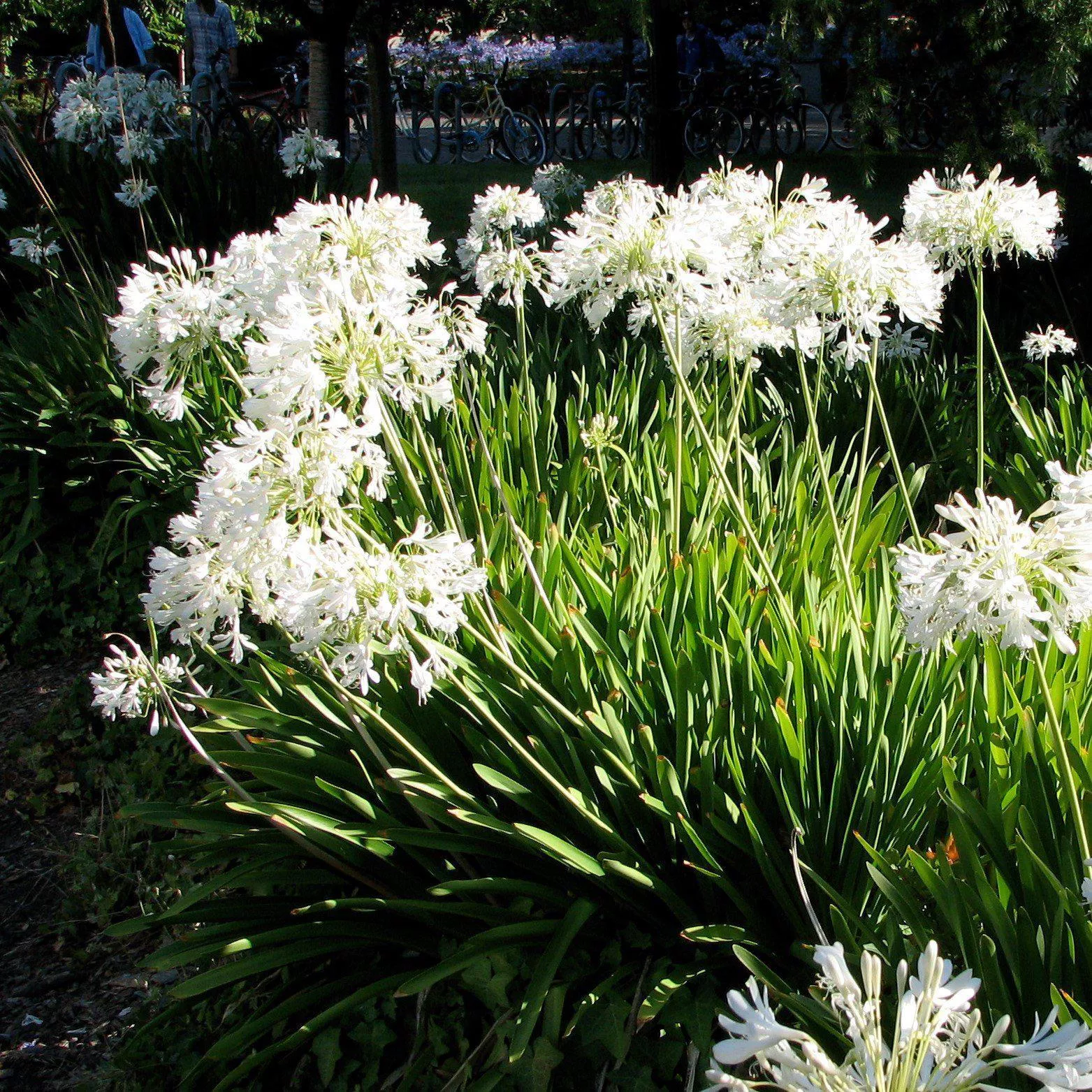 Getty White Agapanthus