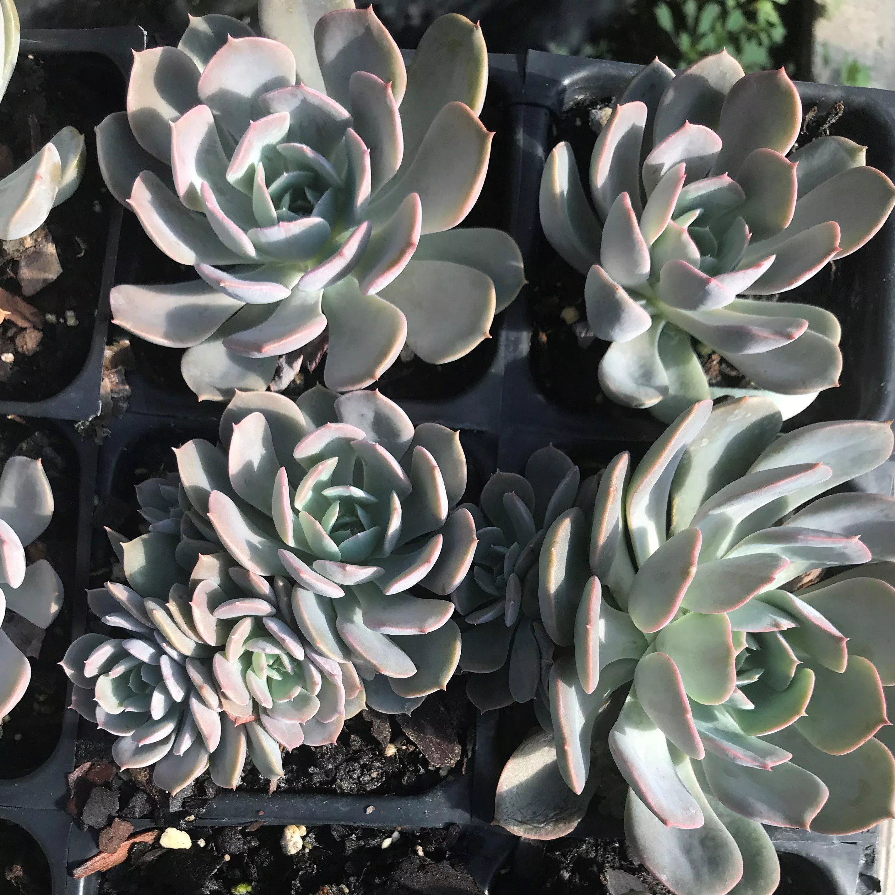 Ghost Plant