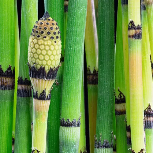 Giant Horsetail Reed