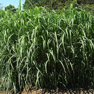 Giant Silver Grass