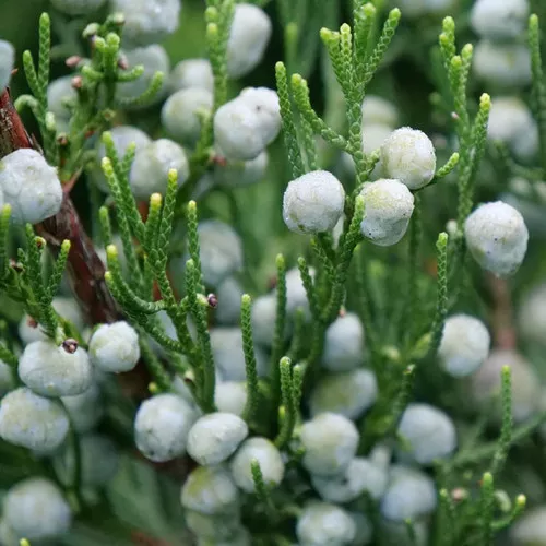 Gin Fizz Juniper