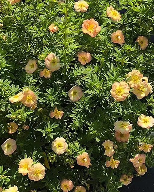 Gingersnap Potentilla