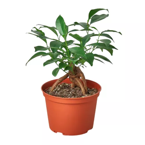 Ginseng Ficus