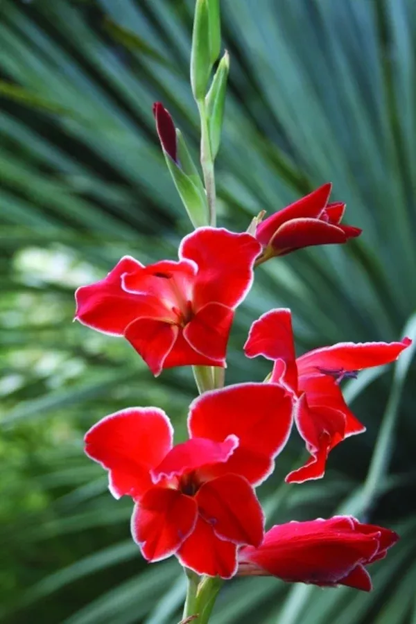 Gladiolus 'Atom'