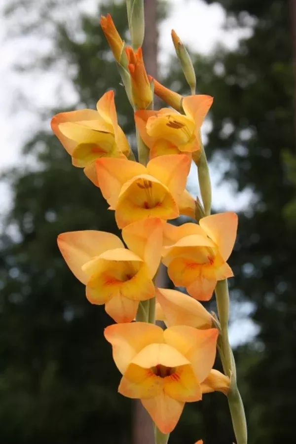 Gladiolus dalenii 'Boone'