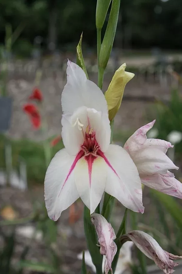 Gladiolus 'Lucky Star'