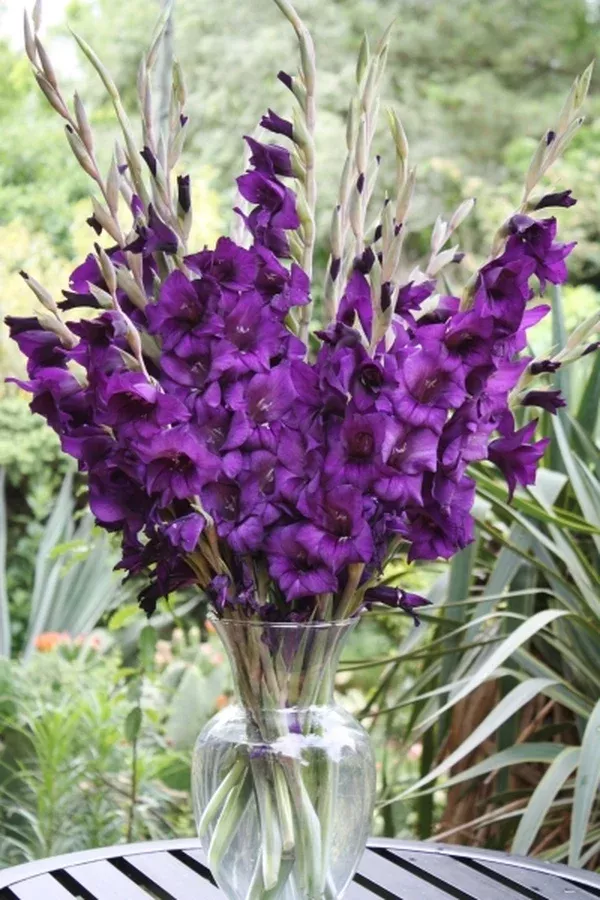 Gladiolus 'Purple Prince'