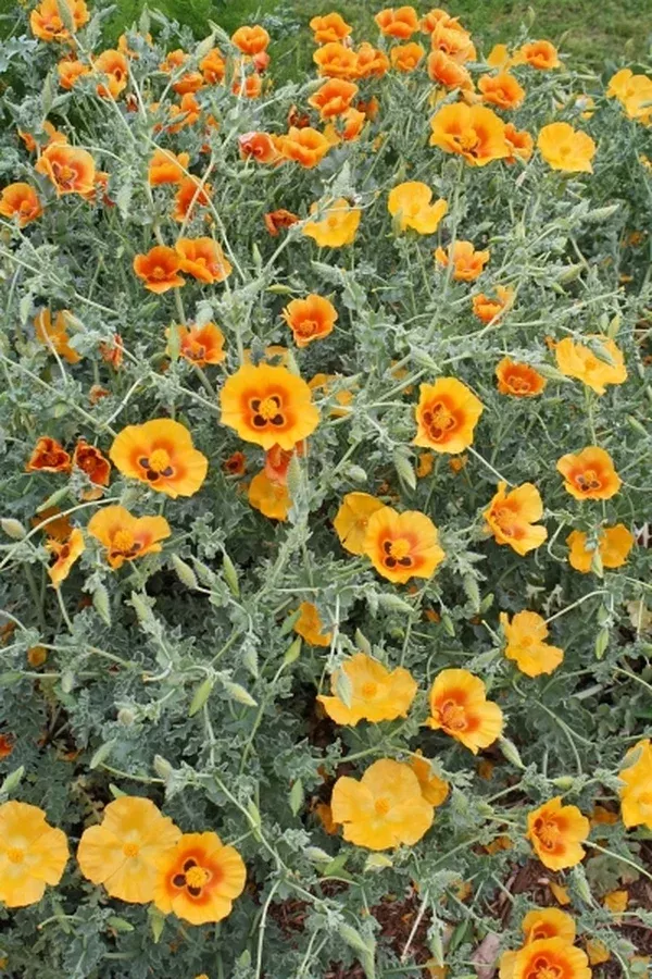 Glaucium grandiflorum
