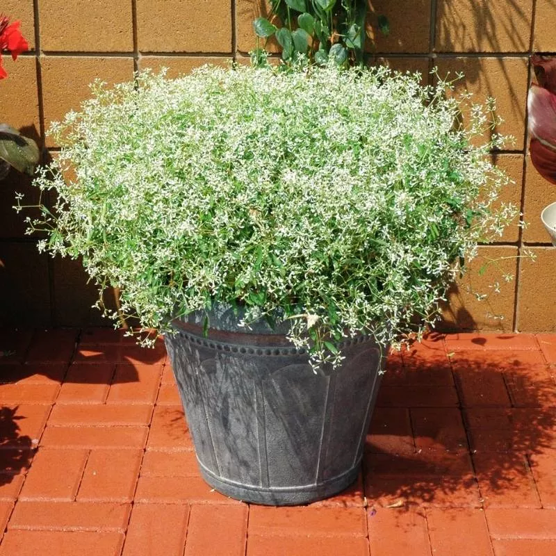 Glitz™ White Euphorbia