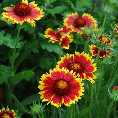 Goblin Blanket Flower