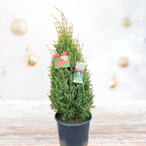 Gold Cone Juniper - Holiday