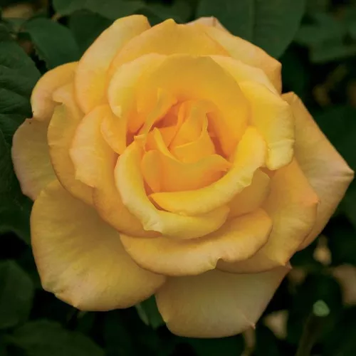 Gold Medal Rose