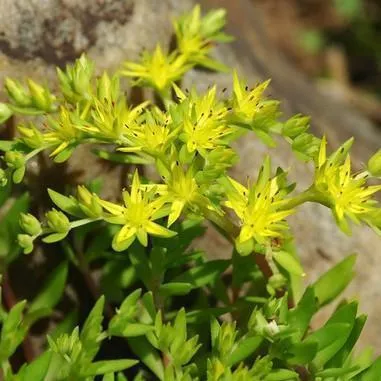 Gold Moss Stonecrop