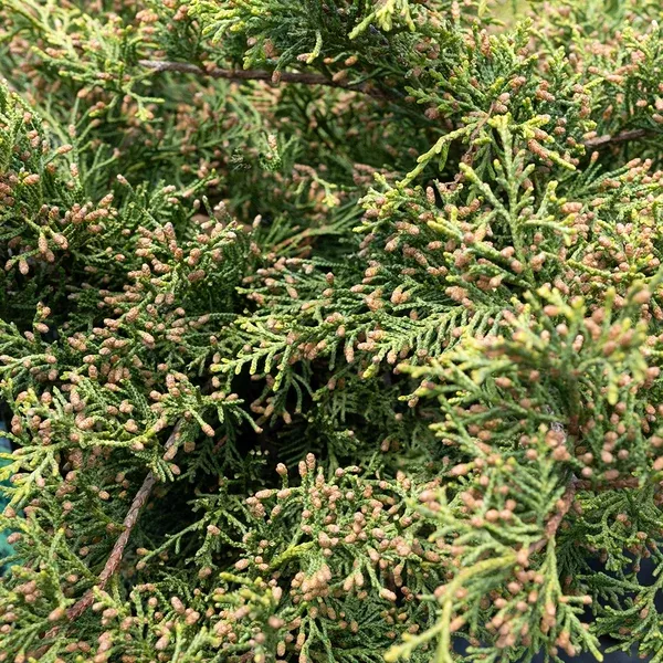 Gold Star Juniper # 3 Container