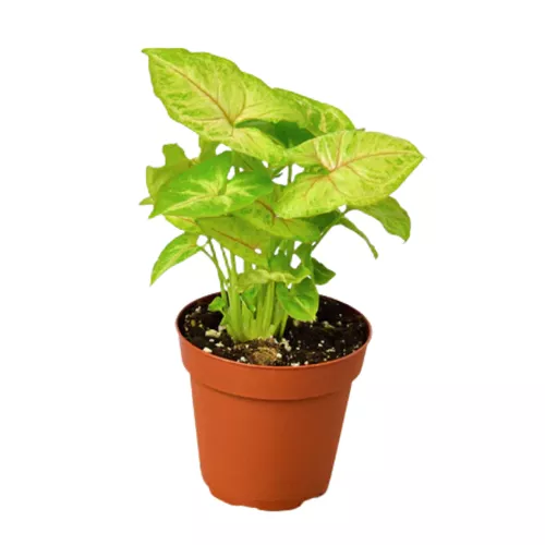 Golden Arrowhead Plant