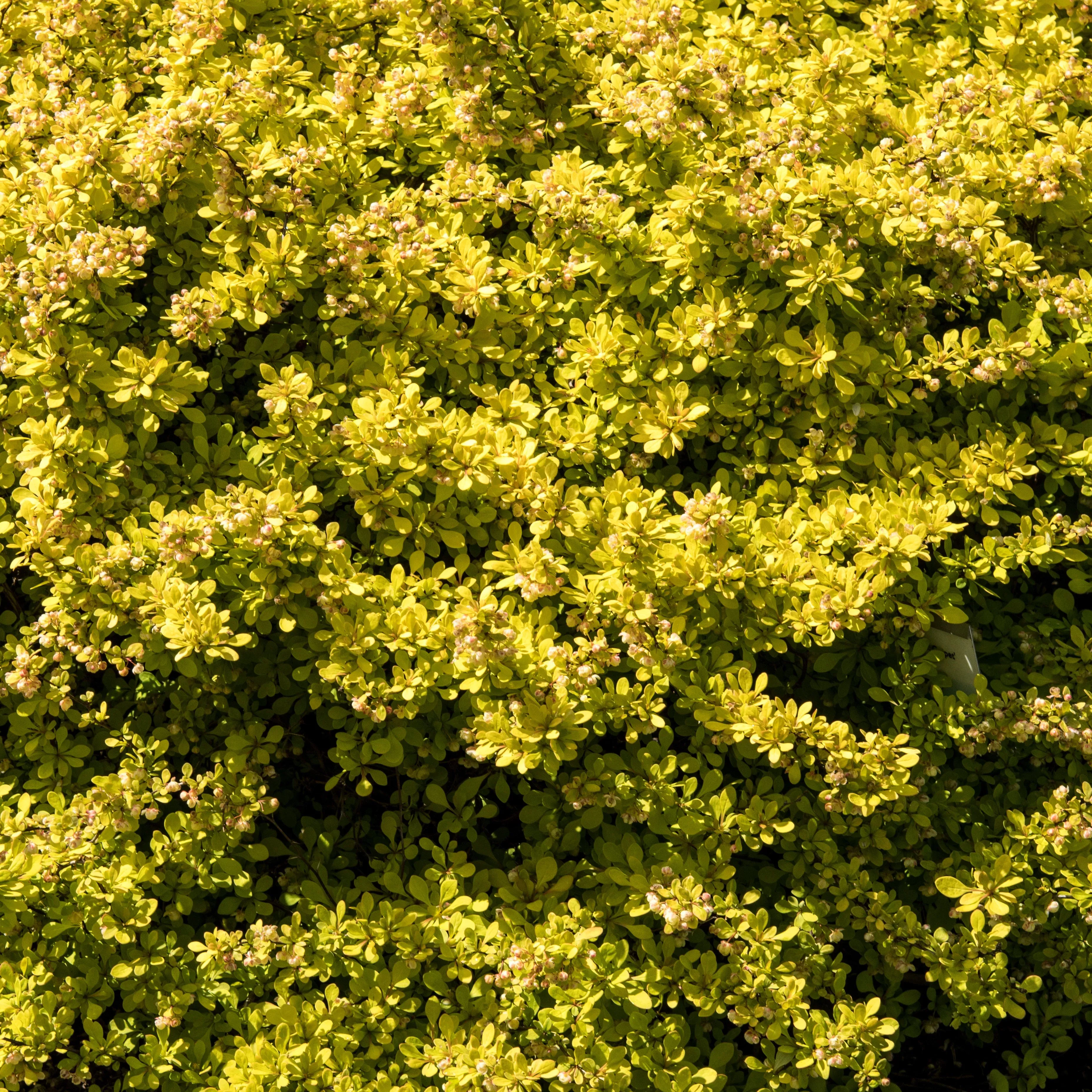 Golden Carpet Barberry