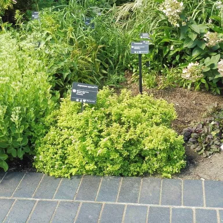 Golden Elf Spirea