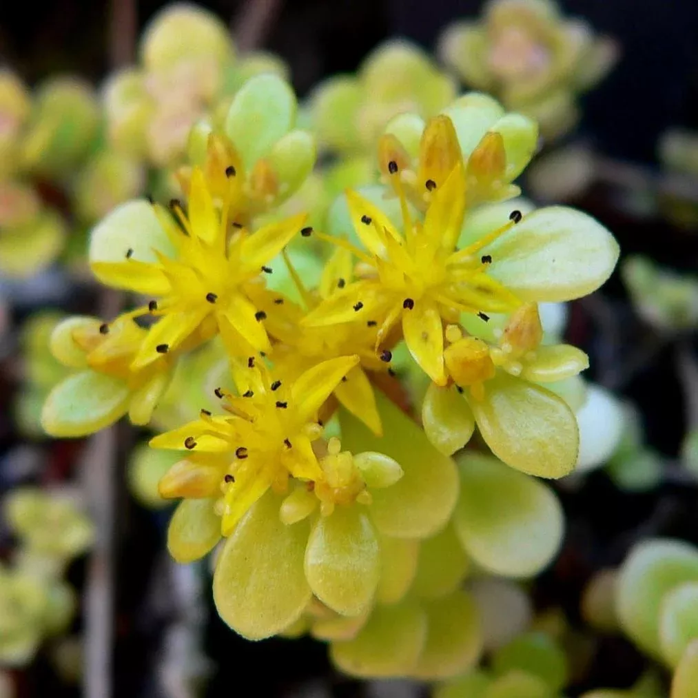 Golden Japanese Stonecrop