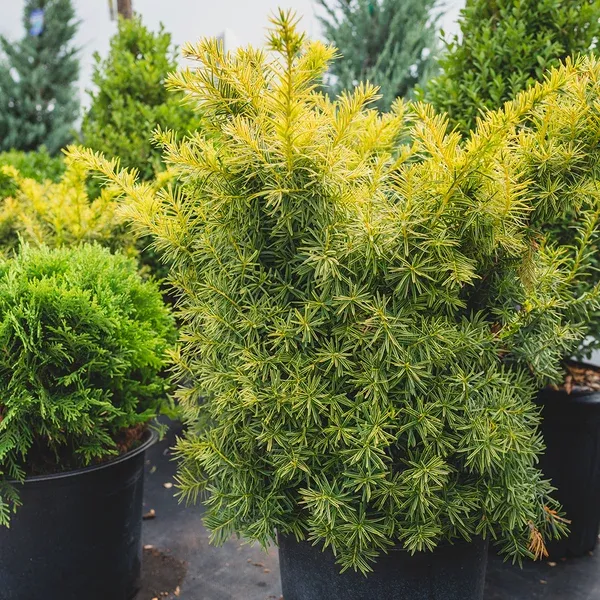 Golden Japanese Yew # 3 Container