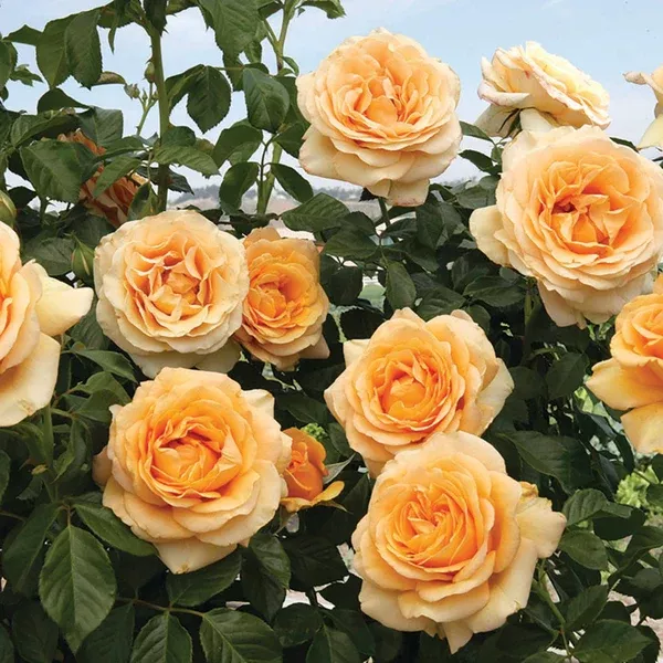 Golden Opportunity Climbing Rose
