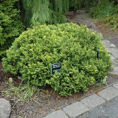 Golden Pin Cushion Falsecypress