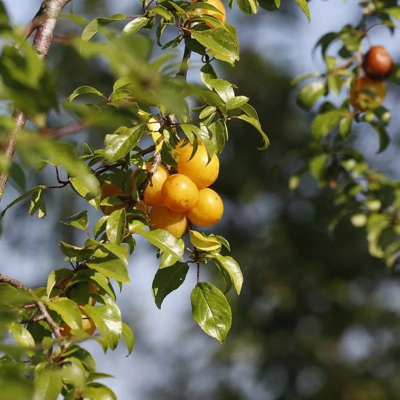 Golden Plum Plum