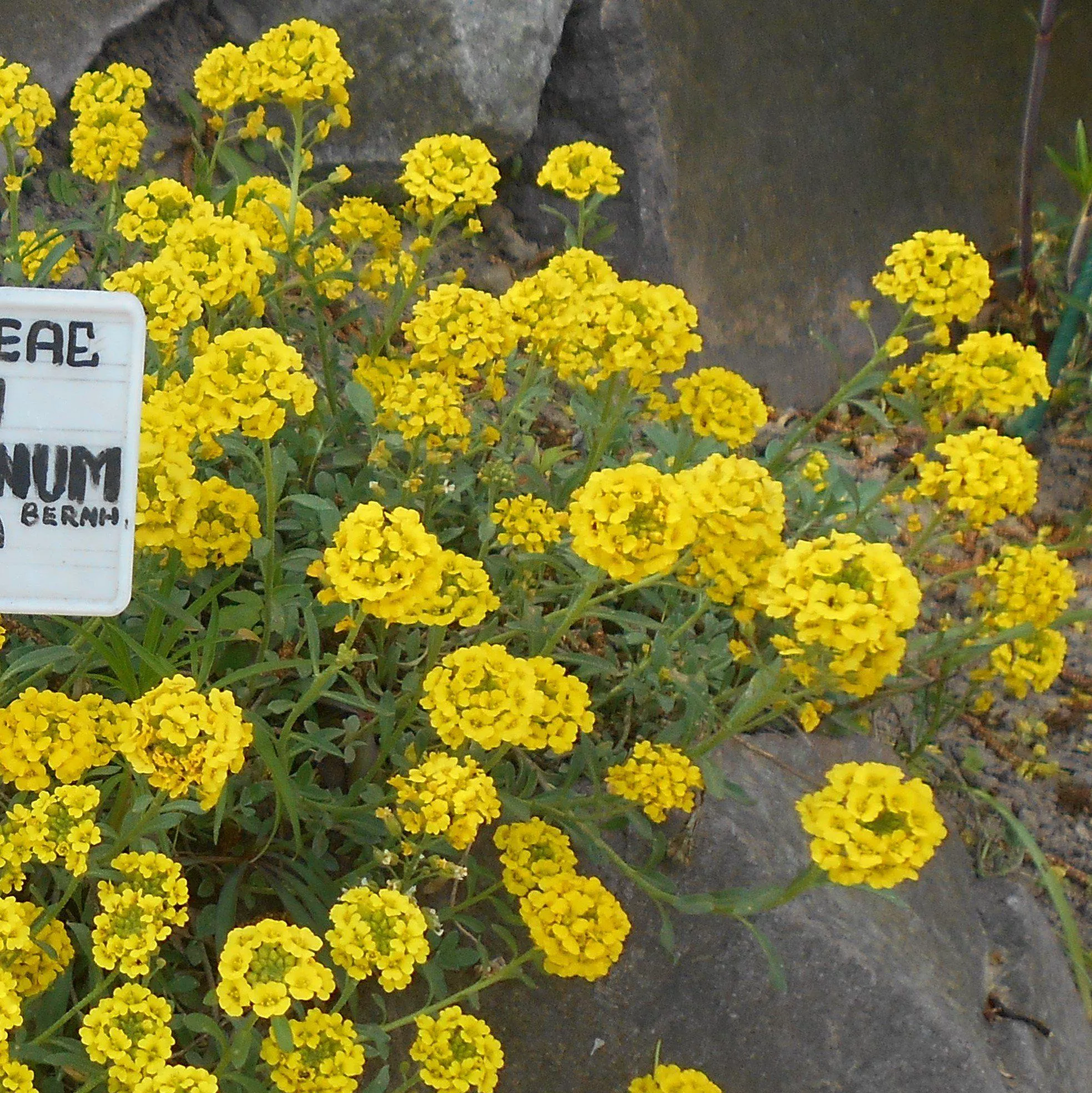 Golden Spring Madwort