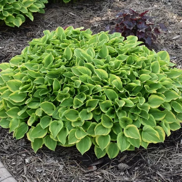 Golden Tiara Hosta # 1 CG