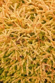 Golden Tuffet Arborvitae