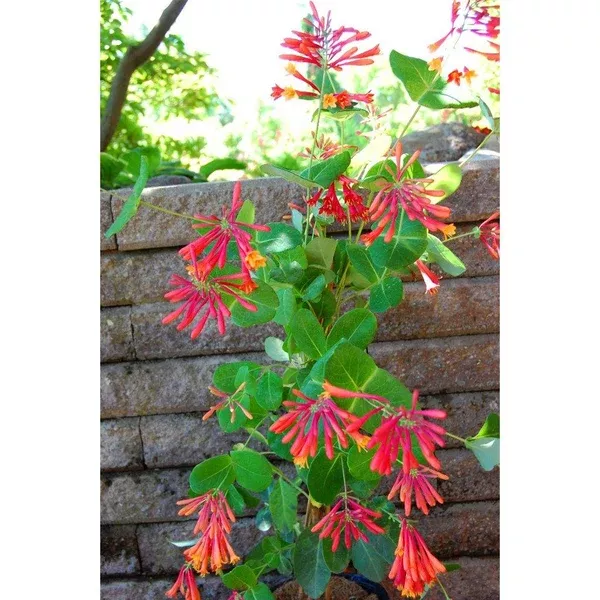 Goldflame Honeysuckle# 2 Container