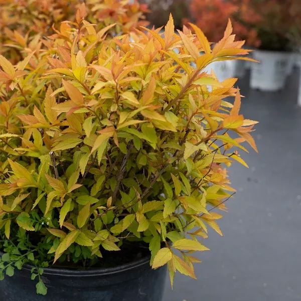 Goldflame Spiraea